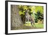 Greyhound Standing on Tree Root-null-Framed Photographic Print