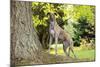 Greyhound Standing on Tree Root-null-Mounted Photographic Print