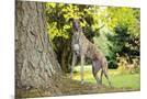 Wood Mount