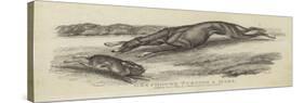 Greyhound Turning a Hare-null-Stretched Canvas