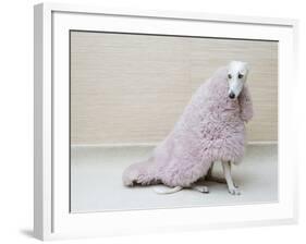 Greyhound Wearing a Pink Rug-Estelle Klawitter-Framed Photographic Print