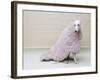 Greyhound Wearing a Pink Rug-Estelle Klawitter-Framed Photographic Print