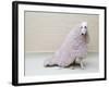 Greyhound Wearing a Pink Rug-Estelle Klawitter-Framed Photographic Print