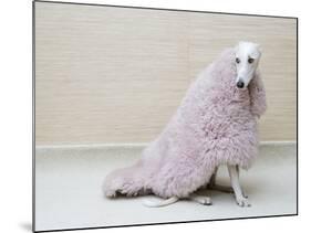 Greyhound Wearing a Pink Rug-Estelle Klawitter-Mounted Photographic Print