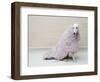 Greyhound Wearing a Pink Rug-Estelle Klawitter-Framed Photographic Print