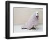 Greyhound Wearing a Pink Rug-Estelle Klawitter-Framed Photographic Print