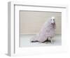 Greyhound Wearing a Pink Rug-Estelle Klawitter-Framed Photographic Print