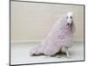 Greyhound Wearing a Pink Rug-Estelle Klawitter-Mounted Photographic Print