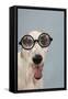 Greyhound Wearing Joke Magnified Glasses-null-Framed Stretched Canvas