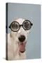 Greyhound Wearing Joke Magnified Glasses-null-Stretched Canvas