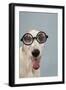 Greyhound Wearing Joke Magnified Glasses-null-Framed Photographic Print