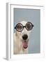 Greyhound Wearing Joke Magnified Glasses-null-Framed Photographic Print