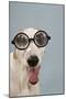 Greyhound Wearing Joke Magnified Glasses-null-Mounted Photographic Print