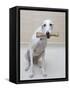 Greyhound with a Bone-Estelle Klawitter-Framed Stretched Canvas