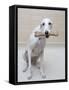 Greyhound with a Bone-Estelle Klawitter-Framed Stretched Canvas