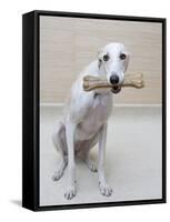 Greyhound with a Bone-Estelle Klawitter-Framed Stretched Canvas