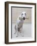 Greyhound with a Bone-Estelle Klawitter-Framed Photographic Print