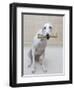 Greyhound with a Bone-Estelle Klawitter-Framed Photographic Print