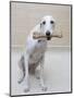 Greyhound with a Bone-Estelle Klawitter-Mounted Photographic Print