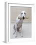 Greyhound with a Bone-Estelle Klawitter-Framed Photographic Print