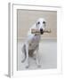 Greyhound with a Bone-Estelle Klawitter-Framed Photographic Print