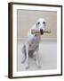 Greyhound with a Bone-Estelle Klawitter-Framed Photographic Print