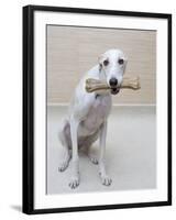 Greyhound with a Bone-Estelle Klawitter-Framed Photographic Print