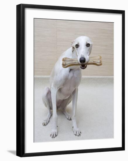 Greyhound with a Bone-Estelle Klawitter-Framed Photographic Print