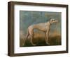 Greyhound-Giovanni Battista Tiepolo-Framed Giclee Print