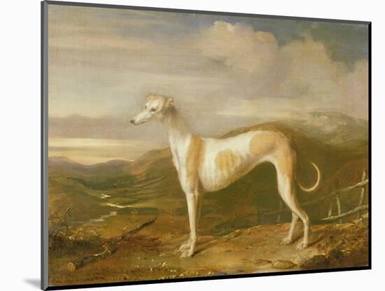 Greyhound-William Barraud-Mounted Giclee Print