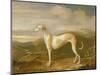 Greyhound-William Barraud-Mounted Giclee Print