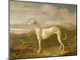 Greyhound-William Barraud-Mounted Giclee Print