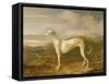 Greyhound-William Barraud-Framed Stretched Canvas
