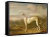 Greyhound-William Barraud-Framed Stretched Canvas