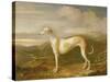 Greyhound-William Barraud-Stretched Canvas