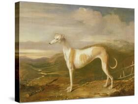 Greyhound-William Barraud-Stretched Canvas