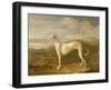 Greyhound-William Barraud-Framed Giclee Print