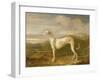 Greyhound-William Barraud-Framed Giclee Print