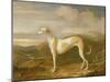 Greyhound-William Barraud-Mounted Giclee Print