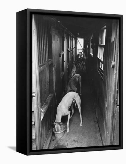 Greyhounds Being Fed in a Kennel-null-Framed Stretched Canvas