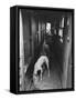 Greyhounds Being Fed in a Kennel-null-Framed Stretched Canvas