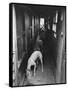 Greyhounds Being Fed in a Kennel-null-Framed Stretched Canvas