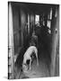 Greyhounds Being Fed in a Kennel-null-Stretched Canvas