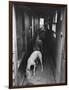 Greyhounds Being Fed in a Kennel-null-Framed Photographic Print
