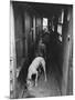 Greyhounds Being Fed in a Kennel-null-Mounted Photographic Print