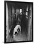 Greyhounds Being Fed in a Kennel-null-Framed Photographic Print