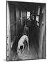Greyhounds Being Fed in a Kennel-null-Mounted Photographic Print
