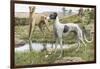 Greyhounds in Country-Louis Agassiz Fuertes-Framed Photographic Print