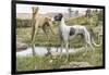 Greyhounds in Country-Louis Agassiz Fuertes-Framed Photographic Print