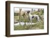 Greyhounds in Country-Louis Agassiz Fuertes-Framed Photographic Print